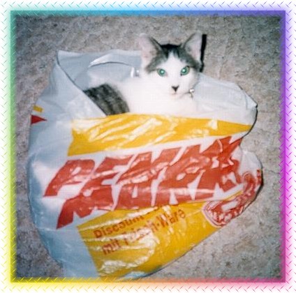 NEIN, Katzen gibt es nicht im Penny-Markt