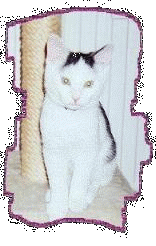 Miau, ich bin Tommy der Stallkater